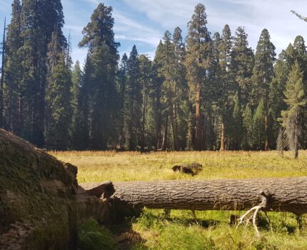 Sequoia National Park