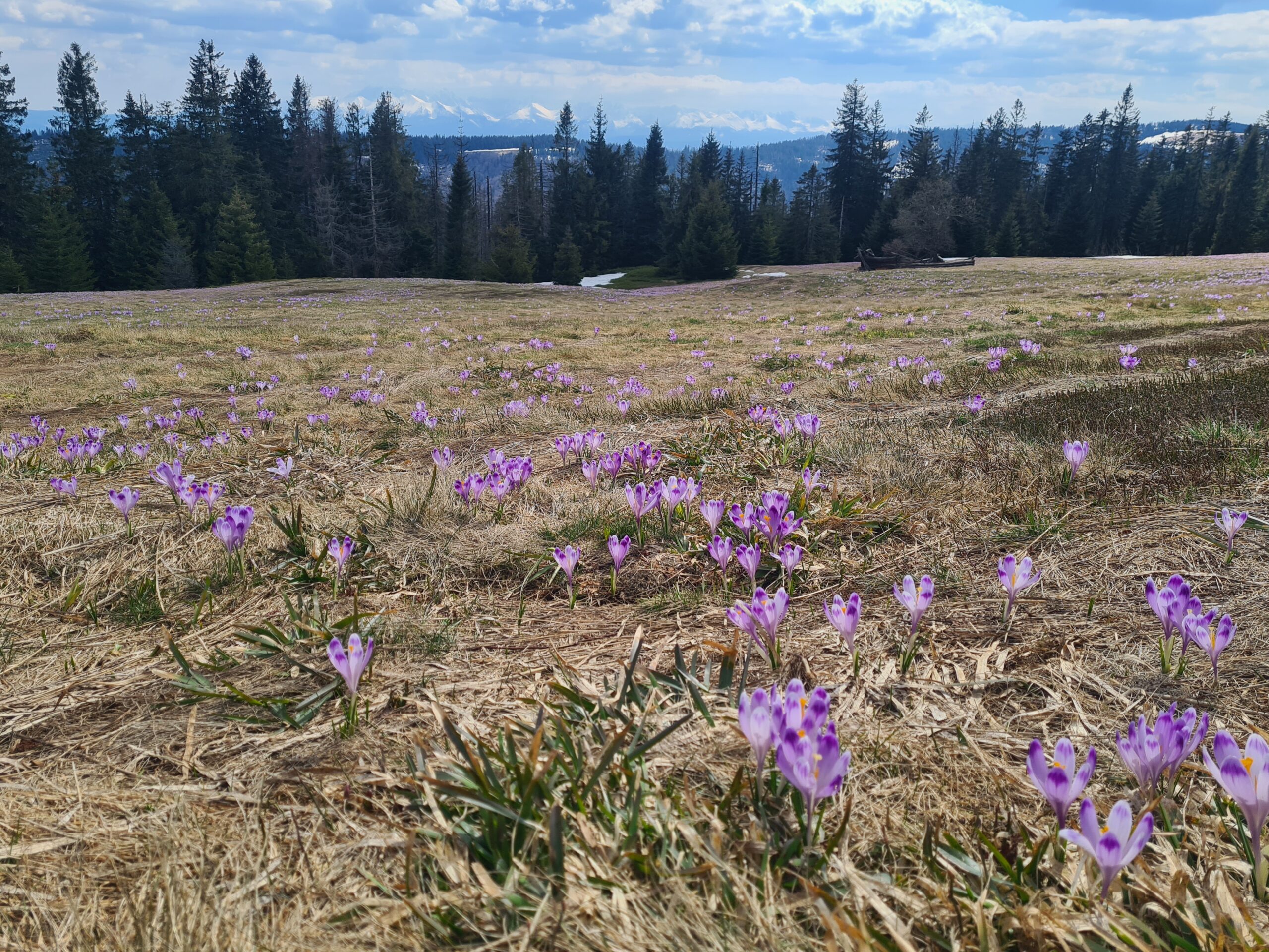 Kudłoń i Gorc Troszacki (1274 m n.p.m.)